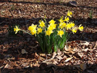 Jonquils