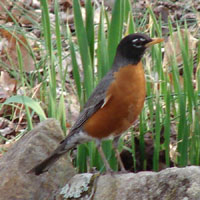 Robin